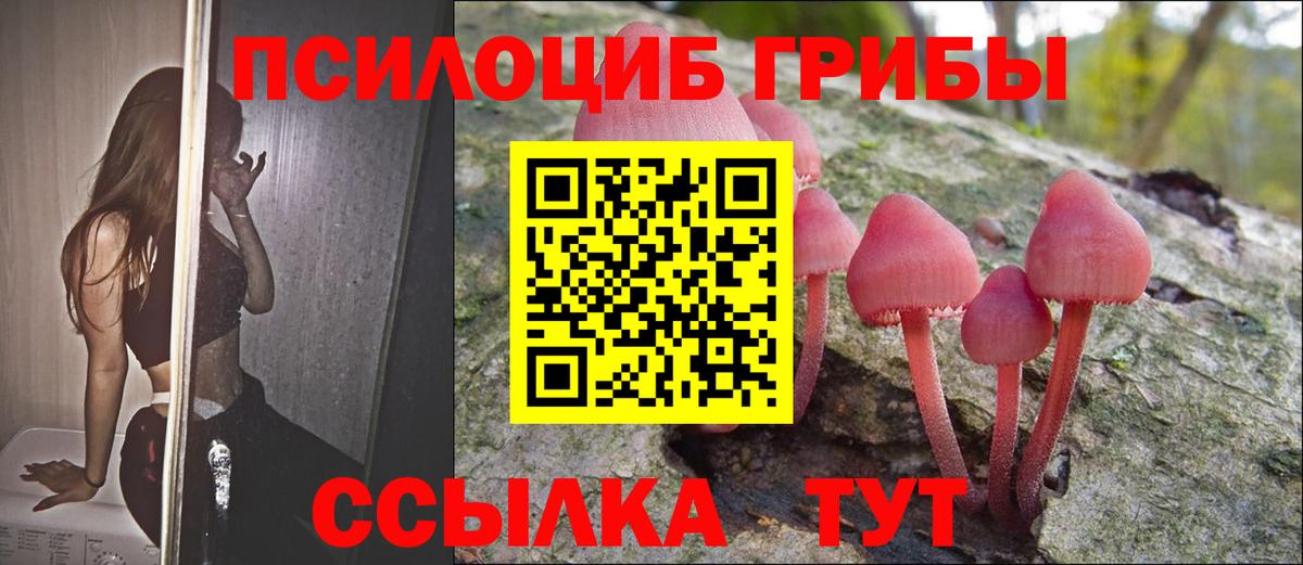Псилоцибиновые грибы Psilocybe Псков